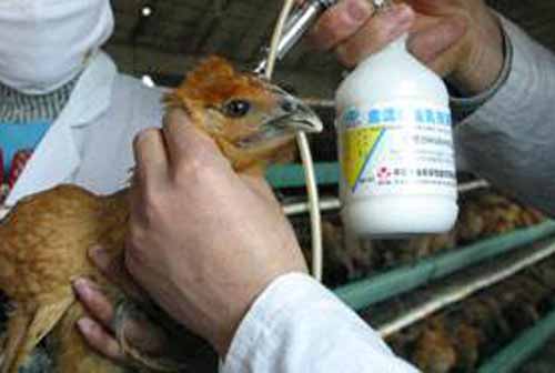 养鸡与防病：给鸡打预防针需要注意哪些问题