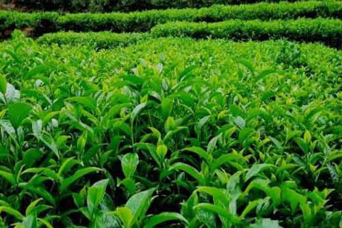 茶树种植、移栽、修剪及病虫害防治技术