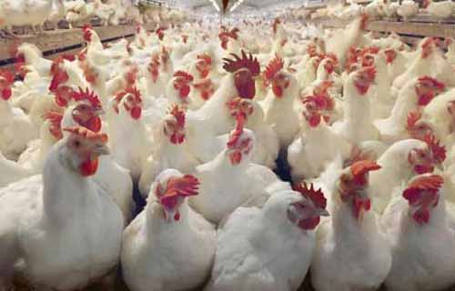 肉鸡养殖与防病——如何养好第三、四批肉鸡