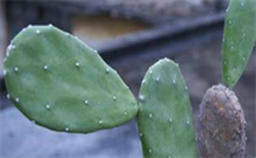 仙人掌炭疽病防治和​仙人掌蚜虫防治方法