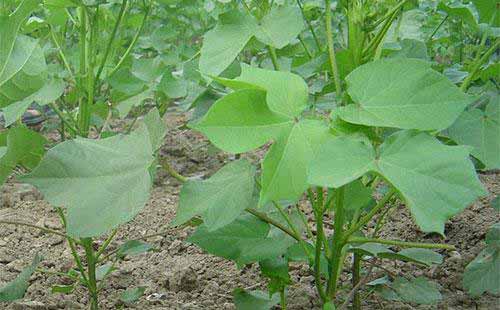 防治棉花田病虫害用药五点要求