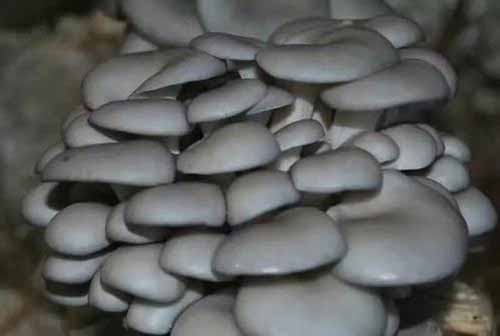 食用菌种植——怎样选择平菇菌种