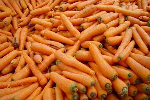 秋季胡萝卜的种植技术