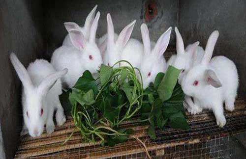 兔子怎么养？介绍一种“五化一看”养兔法