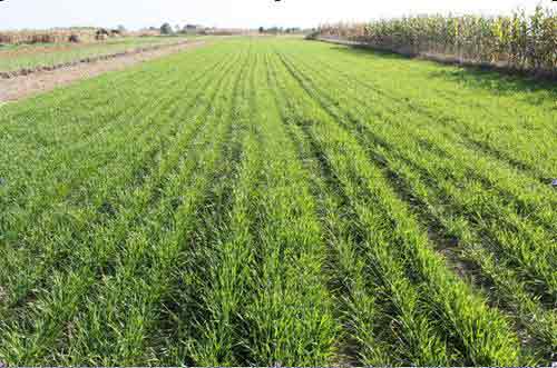 小麦冬季种植栽培管理的几个措施