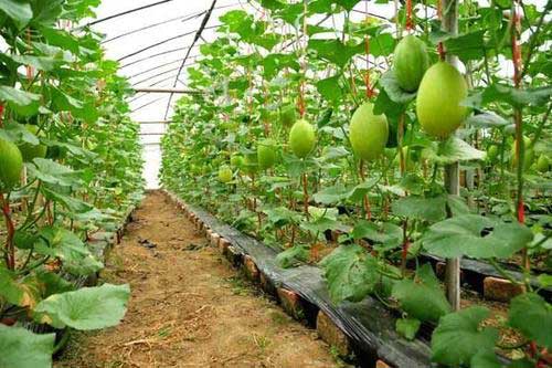 大棚哈密瓜种植管理及病虫害防治