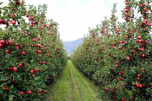 矮砧苹果种植、修剪及病虫害防治