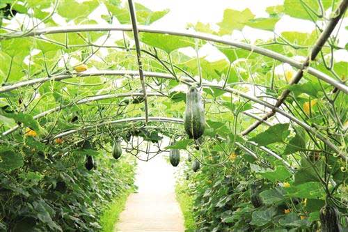 什么是密本南瓜|密本南瓜种植技术和采收