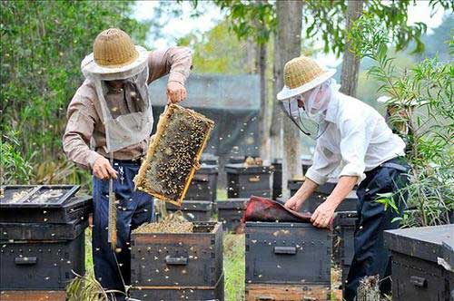 养蜂与用药安全|养蜂慎用三药