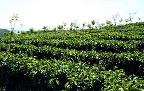 种植业如何掌握无公害茶叶高效种植技术
