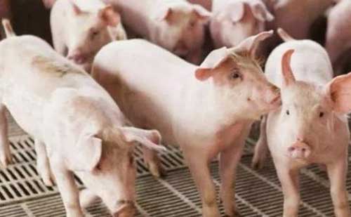 养殖业参谋：庭院规模养猪需要注意哪些问题