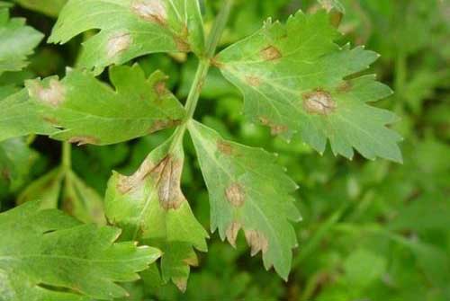 怎样防治芹菜种植过程中发生的叶斑病