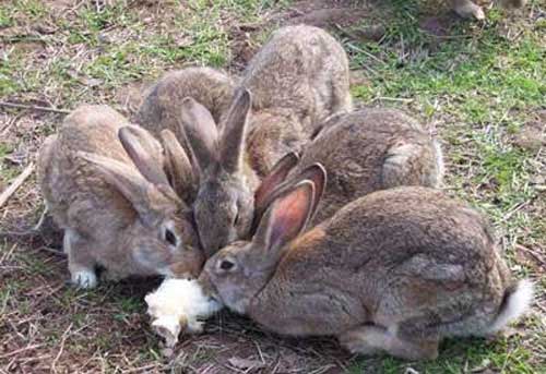 开春季节养殖兔子应注意哪些问题
