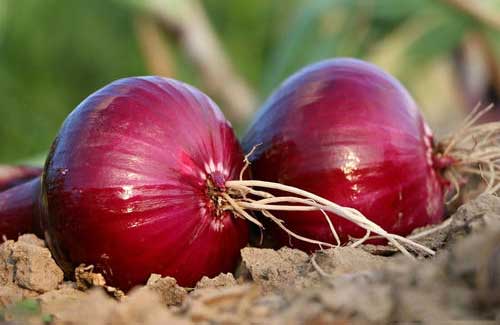 紫星洋葱种植技术及病虫害防治