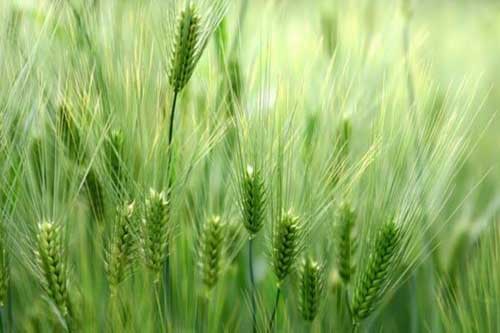 介绍一种小麦催熟剂——氯酸镁的制作方法