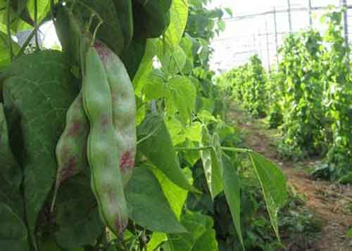 扁豆的生长环境和扁豆高产种植要点