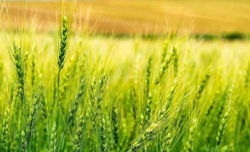 小麦种植技术——国内外小麦增产方法