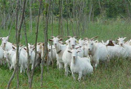 养羊技术和经验——深秋季节的牧羊方法