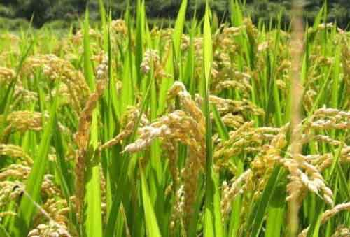 水稻种植经验——促进水稻早熟有哪些方法