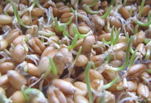 小麦种植——小麦种子下地前需要做好哪些准备工作