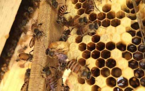 优质蜂王培育需要掌握哪些技术