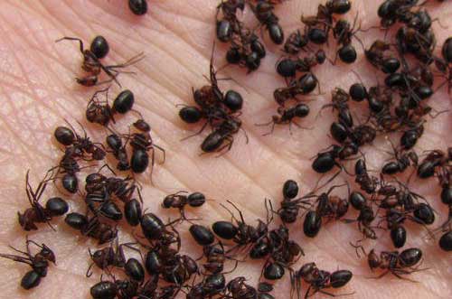 蚂蚁的饲养价值——拟黑多刺蚂蚁养殖前景
