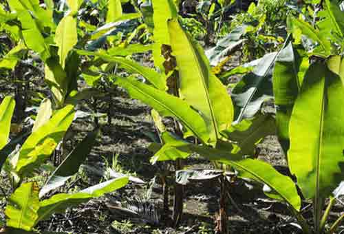 香蕉种植方法及香蕉种植管理技术步骤