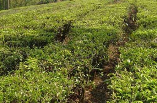 茶树副产品的综合利用——茶籽、茶花和茶树皮