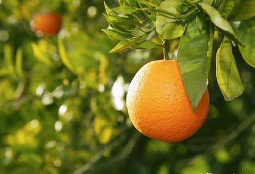 五种国外果树种植增产方法