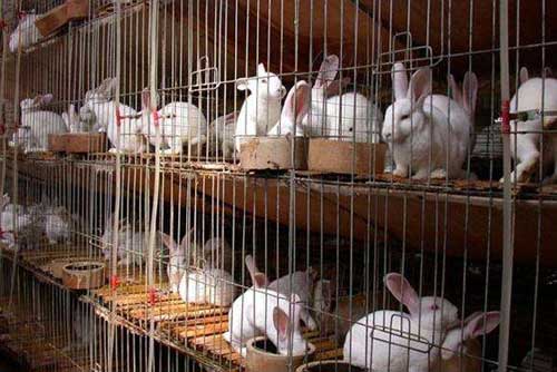兔子养殖经验——种公兔的饲养与管理