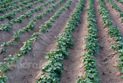 红薯优良新品种——“南薯88”高产栽培技术
