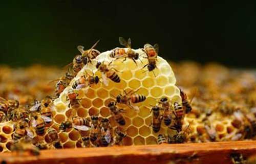 蜜蜂养殖经验——蜜蜂麻痹病的预防和治疗