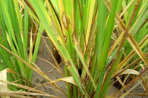水稻种植与防病——水稻纹枯病的综合防治