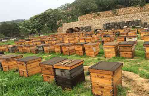 蜜蜂养殖经验——蜜蜂的早春管理方法