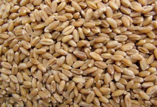大小麦种子生活力和发芽率快速测试方法
