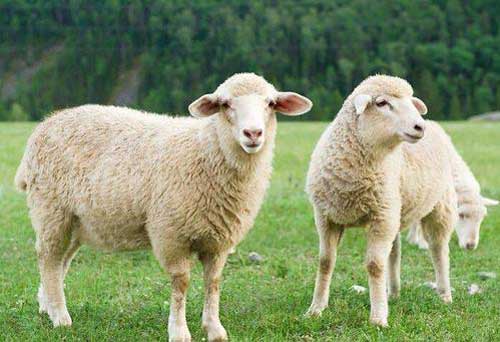 绵羊养殖经验——绵羊品种选择及饲养管理方法