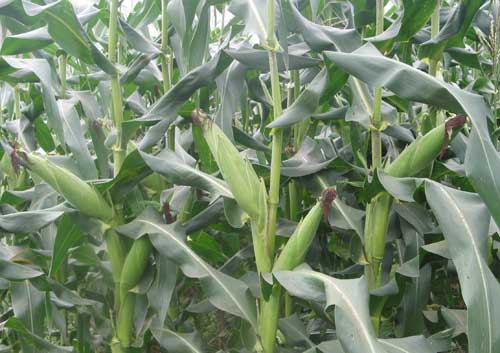 玉米增产经验：玉米按时隔行或隔株去雄