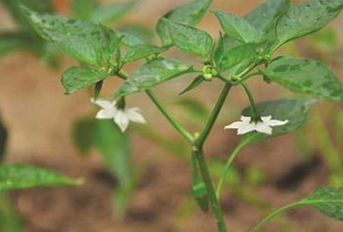 辣椒种植经验——温室辣椒育苗早熟栽培技术