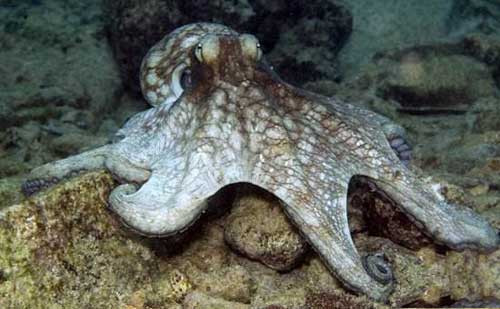 章鱼生物学特征和章鱼养殖技术