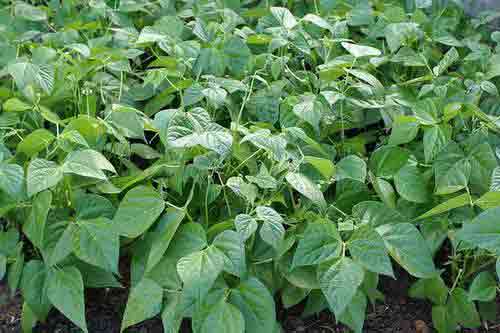 矮杆四季豆种植与管理需要注意哪些问题