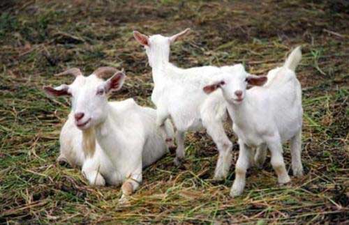 羊常见病及常用的九种急救药物