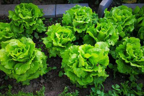 玻璃生菜如何种植？玻璃生菜的种植方法和时间有哪些要求