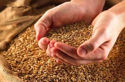 小麦增产方法——小麦种播前拌肥效果好