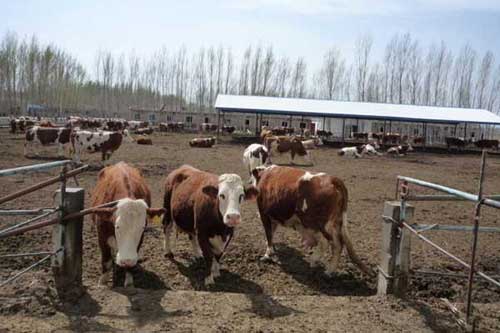 养牛技术经验——老残牛实现冬季短期育肥的方法