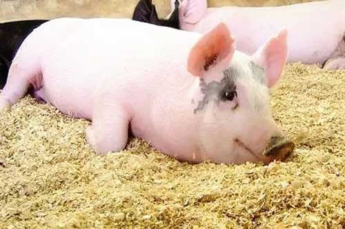 养猪技术——架子猪快速催肥方法