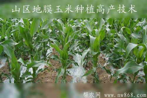 玉米种植经验——旱寒山区地膜玉米种植高产技术