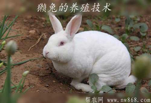 獭兔的养殖技术|饲养獭兔的七个关键工作