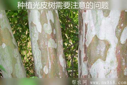 种植光皮树需要注意的一些问题