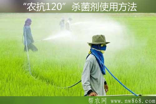 广谱性生物农药——“农抗120”杀菌剂使用方法及注意事项