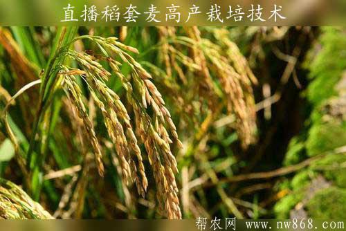 直播稻套种小麦高产栽培技术